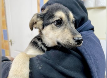 Venus - junge Mischlingshündin sucht liebevolles Zuhause