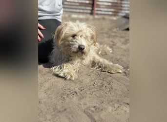 Floki - Zweier-Hunde-WG sucht liebevolle Familie!