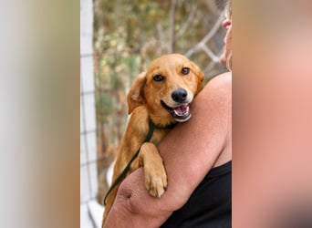 Ayla - Lebesnfrohes Hundemädchen sucht ihr Für-immer-Körbchen