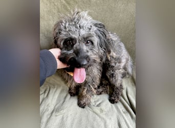 Ella - Sensible Hündin sucht einfühlsames Zuhause