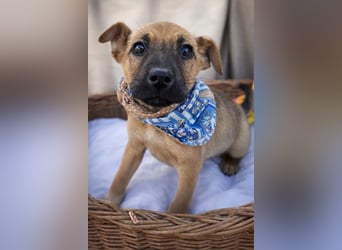 Arnie - Süsser Welpenjunge sucht seine Familie!