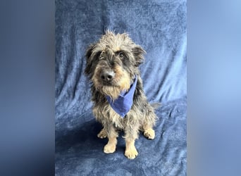 Benji- Freundlicher, ruhiger Rüde - rundum verträglich