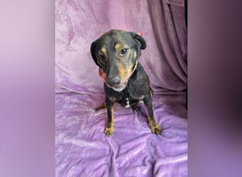 Kurby - Lebensfroher Rüde sucht aktive Menschen!