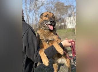 Marlon -Freundlicher, menschenbezogener & aktiver Rüde