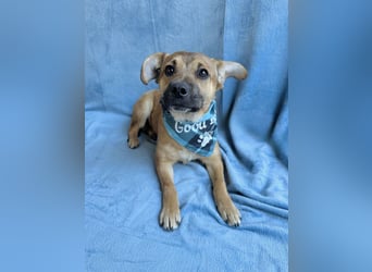 Jeremy - Lebensfroher Sonnenschein auf vier Pfoten sucht sein Zuhause