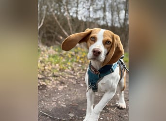 Pippa - Kleine Beagle-Mix Hündin sucht ein Zuhause