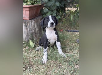 Onyx Fröhlicher kleiner Welpe sucht sein Für-Immer-Zuhause!