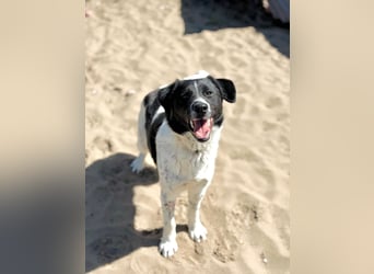 Gustav (Gaston) Aktiver Herzenshund sucht seine Menschen fürs Leben!