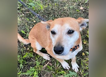 Szotti -Sanfter Rüde auf der Suche nach seinen Menschen