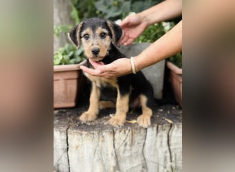 Irma - Bezauberndes Hundemädchen sucht ihr Zuhause!