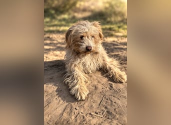 Floki - Zweier-Hunde-WG sucht liebevolle Familie!