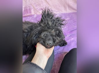 Valerie - Bezaubernde kleine Seele auf der Suche nach Geborgenheit!