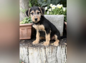 Irma - Bezauberndes Hundemädchen sucht ihr Zuhause!