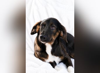 Hazel - Sanftes Welpenmädchen sucht ihr Für-immer-Zuhause