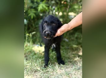 Bonetta - Sanfte Maus sucht Menschen mit Herz