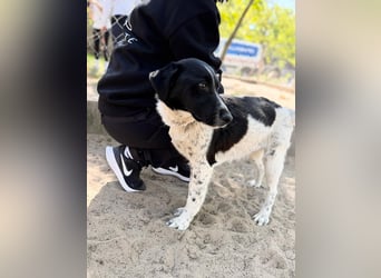 Gustav (Gaston) Aktiver Herzenshund sucht seine Menschen fürs Leben!