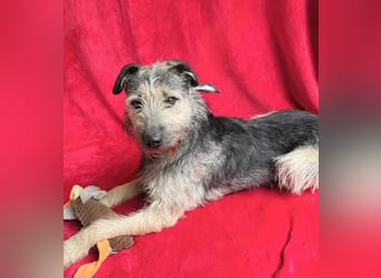 Rafi - Toller Begleiter sucht seine Menschen!