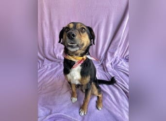 Gareth - Treuer Herzenshund sucht sein Für-immer-Zuhause *bald in 71711 Murr*