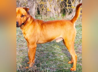 Zerind -Sensibler, freundlicher Rüde sucht seine Menschen!