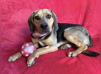 Rowan - Hübscher Hundebub sucht seine Familie!