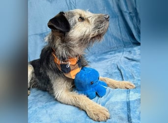 Rafi - Toller Begleiter sucht seine Menschen!