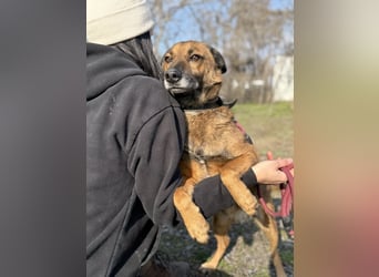 Marlon -Freundlicher, menschenbezogener & aktiver Rüde