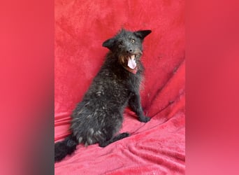 Birs - Fröhlicher Kuschelhund, der seine zweite Chance so sehr verdient hat!