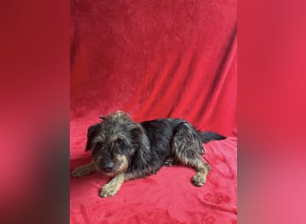 Benji- Freundlicher, ruhiger Rüde - rundum verträglich