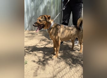 Prometeusz Sensibler Hund sucht Menschen mit Geduld und Herz