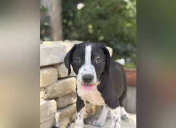 Onyx Fröhlicher kleiner Welpe sucht sein Für-Immer-Zuhause!