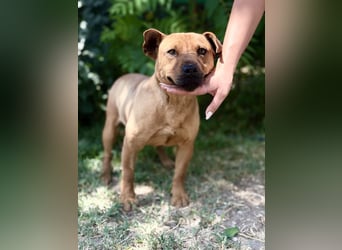 Bandi - Fröhlicher Herzenshund sucht sein Für-immer-Zuhause