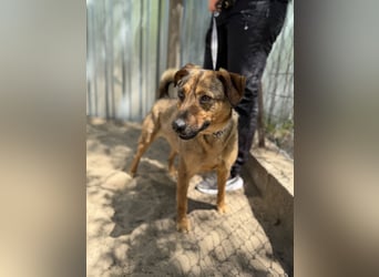 Prometeusz Sensibler Hund sucht Menschen mit Geduld und Herz