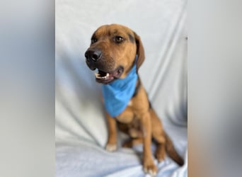 Ash - Sensibler Hundejunge sucht verständnisvolles Zuhause!