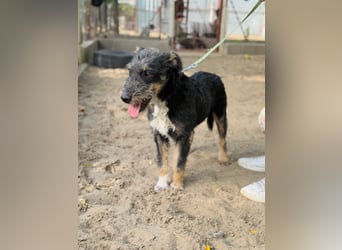 Merlin - Junger Hundebub sucht ein tolles Zuhause!