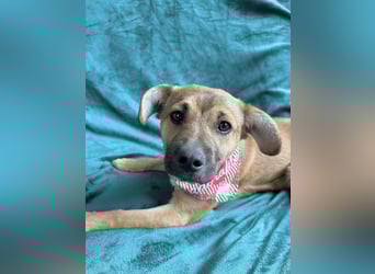 Jeremy - Lebensfroher Sonnenschein auf vier Pfoten sucht sein Zuhause