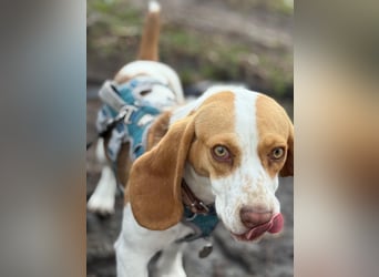 Pippa - Kleine Beagle-Mix Hündin sucht ein Zuhause