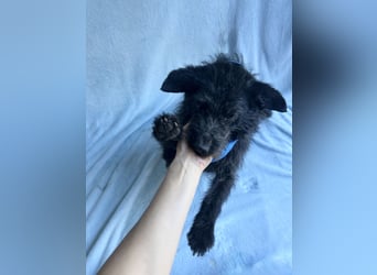 Birs - Fröhlicher Kuschelhund, der seine zweite Chance so sehr verdient hat!