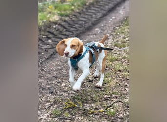 Pippa - Kleine Beagle-Mix Hündin sucht ein Zuhause