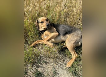 Rowan - Hübscher Hundebub sucht seine Familie!