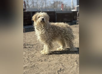 Floki - Zweier-Hunde-WG sucht liebevolle Familie!