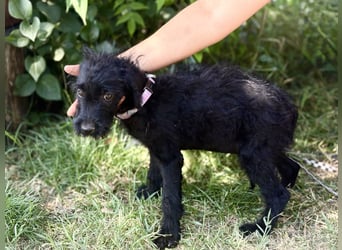 Bonetta - Sanfte Maus sucht Menschen mit Herz