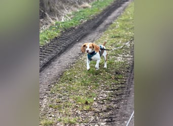 Pippa - Kleine Beagle-Mix Hündin sucht ein Zuhause