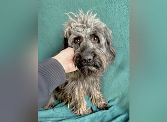 Ella - Sensible Hündin sucht einfühlsames Zuhause