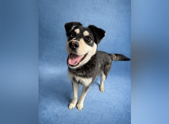 Timur (Trappista) - Menschenbezogener Wirbelwind sucht sein Zuhause