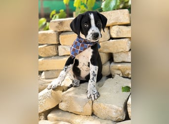 Onyx Fröhlicher kleiner Welpe sucht sein Für-Immer-Zuhause!