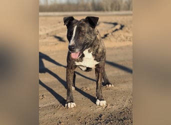 Hardin Fröhlicher, aktiver Traumhund sucht seine Menschen