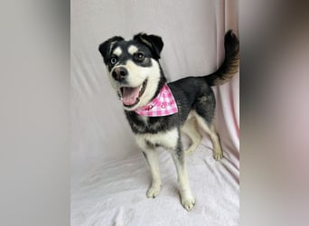 Timur (Trappista) - Menschenbezogener Wirbelwind sucht sein Zuhause