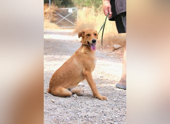 Ayla - Lebesnfrohes Hundemädchen sucht ihr Für-immer-Körbchen