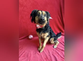 Zapote - Großer Schmusebär auf der Suche nach seinem Happy EndGroßer Schmusebär auf der Suche nach s