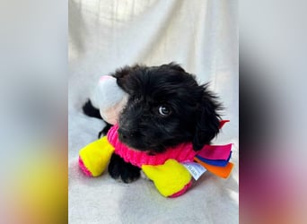 Miu - Sanfte Miu sucht ein liebevolles Zuhause voller Geborgenheit